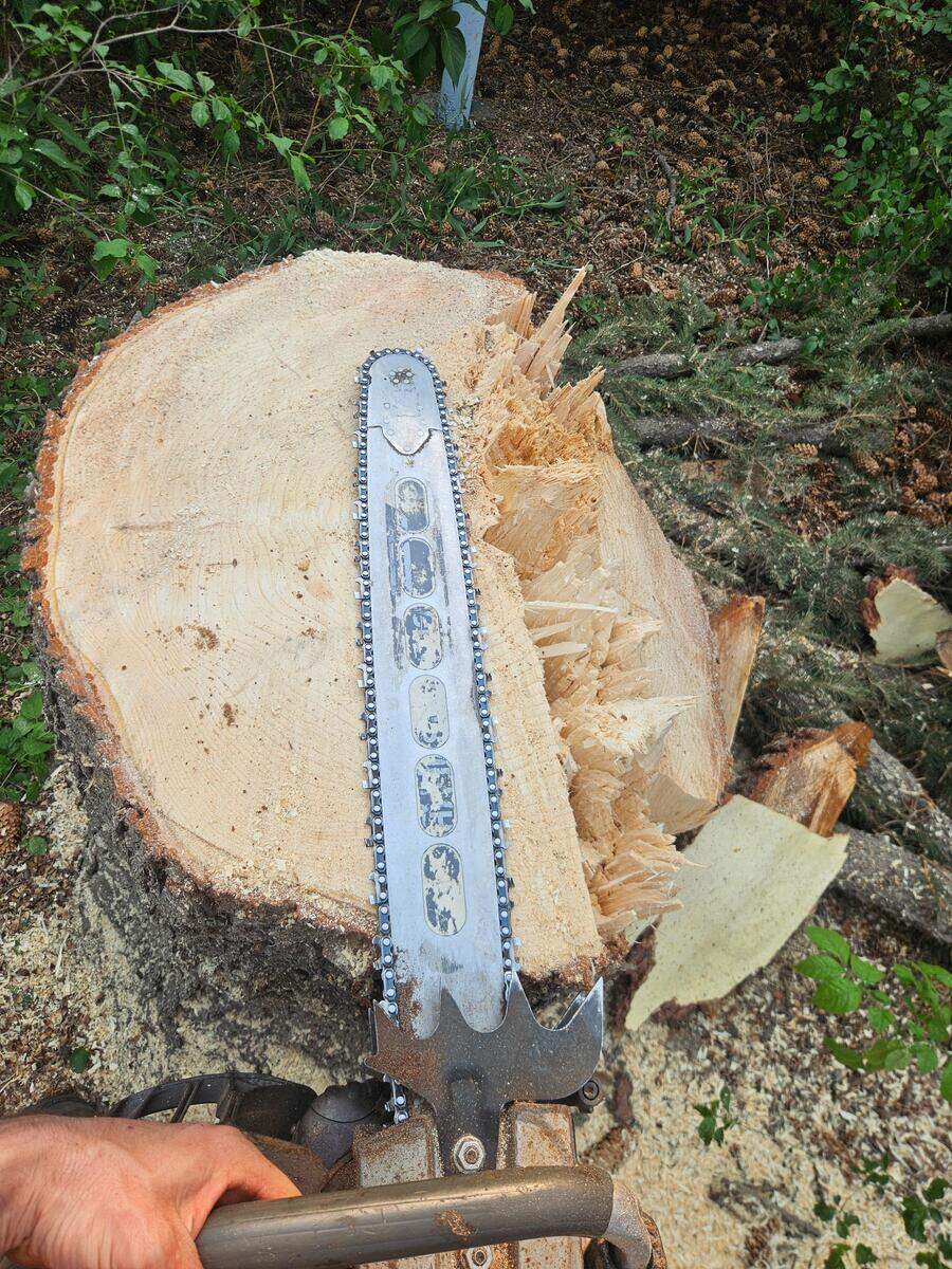 Chainsaw on freshly cut tree stump showing scale of tree removal work