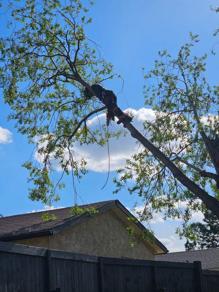AJS Slashing arborist carefully shaping tree canopy from above