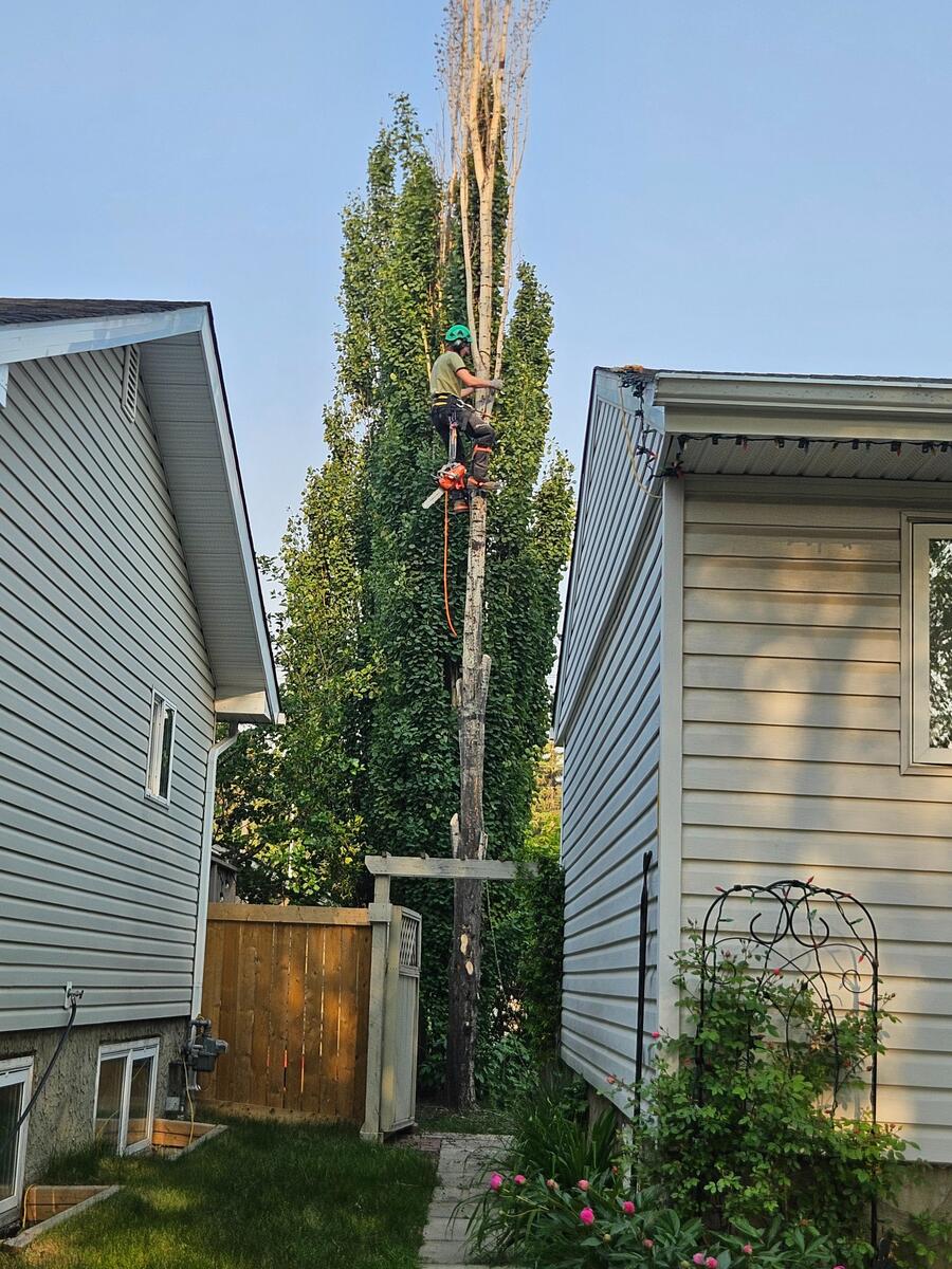 AJS Slashing removing dead knots and damaged branches in tight residential space