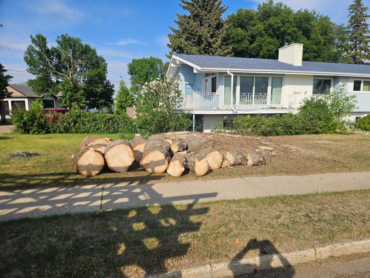 After: Fallen spruce completely removed and cleaned up