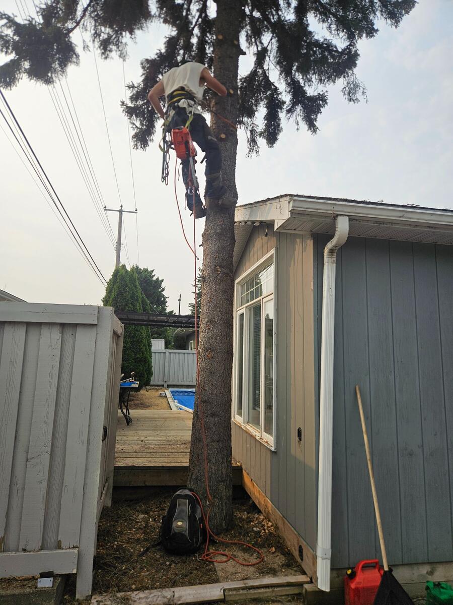 Before: Large spruce tree wedged between house, fence, and power lines