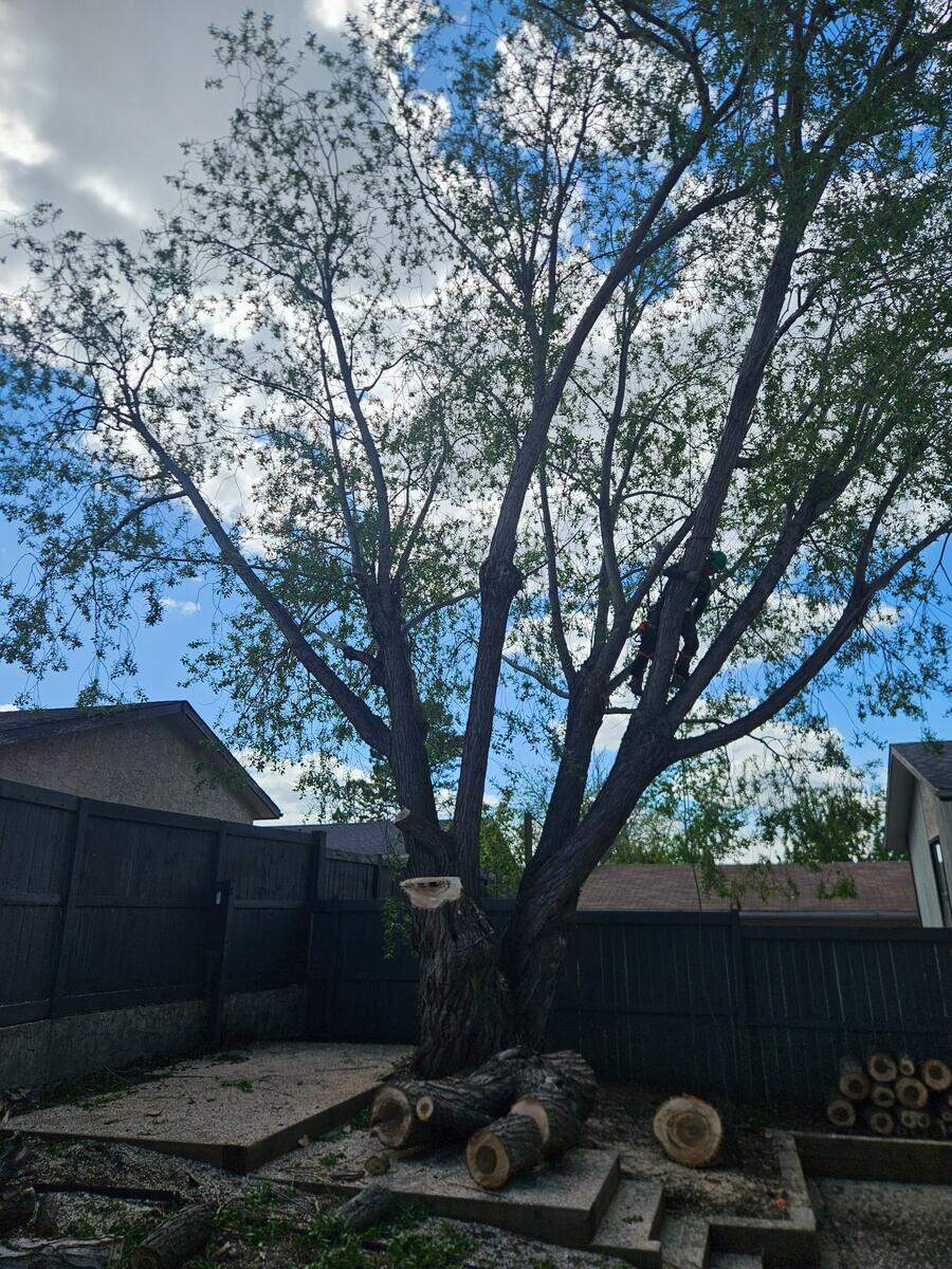 Before: Large overgrown willow tree requiring professional pruning