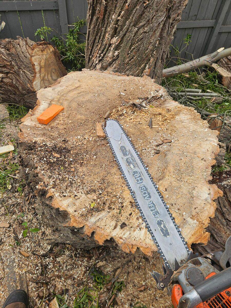Large tree stump with chainsaw showing scale - professional stump grinding by AJS Slashing